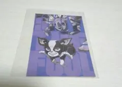 ジョジョ　スシロー コラボ　イギー