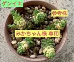 みかちゃん様 専用　レア！ゲンイエ　多肉植物　5カット　ランダム発送