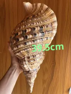特大直線 37.2 cm 法螺貝 - メルカリ