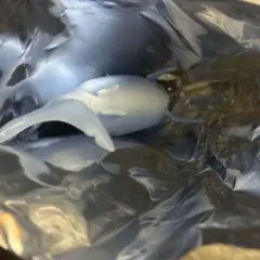 デアゴスティーニ　スーパーアニマル　アンドコ　13 ホホジロザメ　未使用