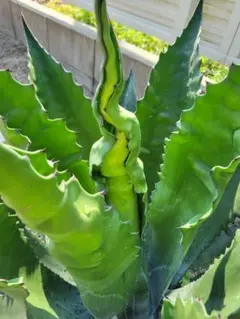 2025年最新】ローガンカルホーンの人気アイテム - メルカリ