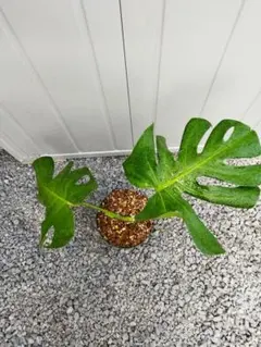 shikmt様 リクエスト 3点 まとめ商品