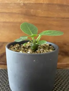 おはぎ様 リクエスト 2点 まとめ商品