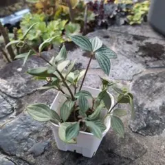 ペペロミア プテオラータ 観葉植物