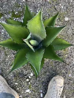 2025年最新】フェロックスグリーンゴブレットの人気アイテム