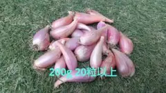 와케기 씨드 벌브 200g 20정 이상