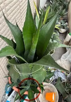 2025年最新】フェロックス ベルビルの人気アイテム - メルカリ