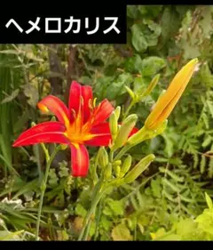 ヘメロカリス 2株 - メルカリ