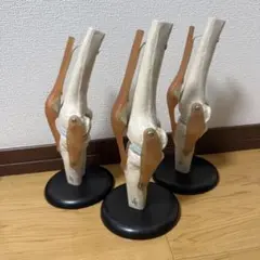 人体模型 上腕　足　大腿骨　脛骨　ボーンモデル 人体模型 上腕 足 大腿骨 脛骨 ボーンモデル - メルカリ