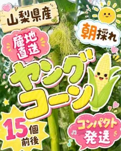 KK02 山梨県産 産地直送 朝採れヤングコーン 15本前後　ヒゲ・葉なしのサムネイル
