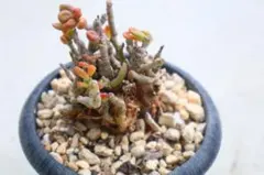 チレコドン・群卵（2）のサムネイル