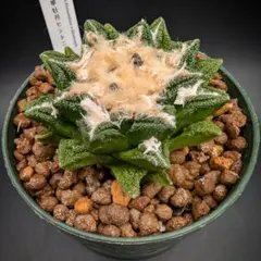 みねちゃん様 リクエスト 2点 まとめ商品