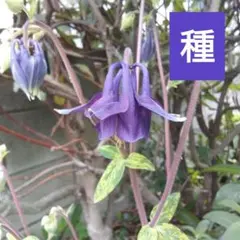 みっちゃん様 リクエスト 3点 まとめ商品