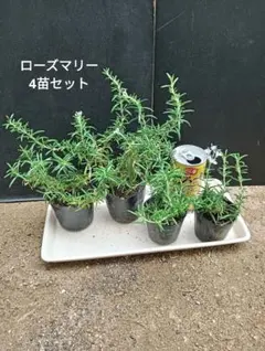 허브 홈 가든 모종 세트