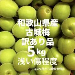 おひさま農園の無農薬青梅 梅5kg - メルカリ