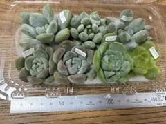 多肉植物 カット苗 寄せ植え 名前付き①のサムネイル