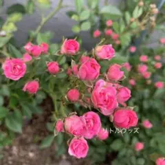 リトルウッズ　① マイクロミニバラ　極小　四季咲　薔薇苗　バラ苗