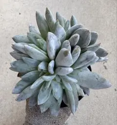 ☆ 多肉植物 エケベリア サンア　大株 ☆のサムネイル