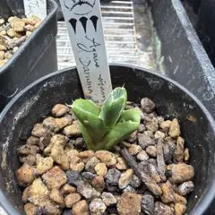 2025年最新】DENNIS アガベの人気アイテム - メルカリ