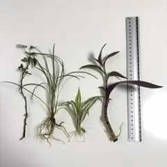 根付き　アイビー苗、リュウノヒゲ苗、オリヅルラン苗、ムラサキゴテン苗、根付き4種