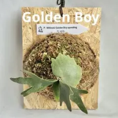 Hiroya~n様 リクエスト 2点 まとめ商品