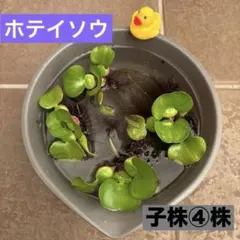ホテイソウ　子株④株のサムネイル