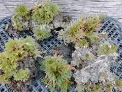 2026年最新】岩松の人気アイテム - メルカリ