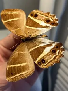 蝶標本 ウスバシロチョウ ペア - メルカリ