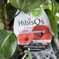 ハイビスカス NEWロングライフシリーズ アドニスオレンジ 4寸　＊同梱推奨商品のサムネイル