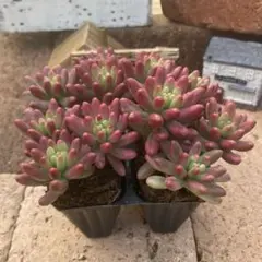 りく様 リクエスト 2点 まとめ商品