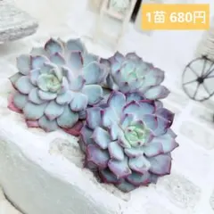 多肉植物 スターファイヤー カット苗 - メルカリ
