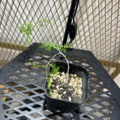 だいぼう様 リクエスト 3点 まとめ商品