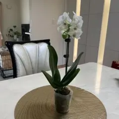 スティッチ様 リクエスト 2点 まとめ商品