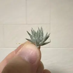 sunflower様同梱専用T. ionantha ‘Nizanda' sunflower様同梱専用T. ionantha 'Nizanda´ 【公式通販】