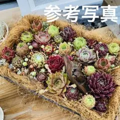 3 多肉植物　センペルビウム　寄せ植え　カット苗　多肉弁当　セット　詰め合わせ