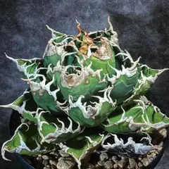 2026年最新】アガベ 悪魔くんの人気アイテム - メルカリ