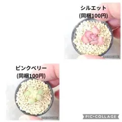 まゆゆ様専用出品