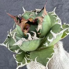 お裾分け限定特価　アガベ シーザー　特選ボールタイプ 2025年最新】アガベ チタノタ シーザーの人気アイテム - メルカリ