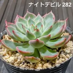 ナイトデビル 282 エケベリア 多肉植物 抜き苗