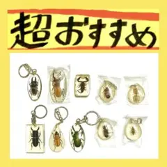 ジ*ン様 昆虫標本 30匹 タマムシ - メルカリ