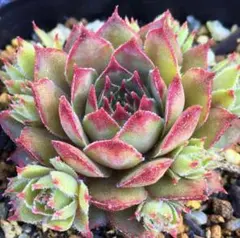 99#観葉植物 アエオニウム錦❤️ブロンズメダル錦❤️7大頭8cm 拔き苗