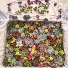 多肉植物　エケベリア 40品種入り　カット苗詰め合わせ　 宅急便コンパクト発送