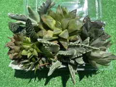 多肉植物セット ハルオチア　ガステリア　フォーカリア