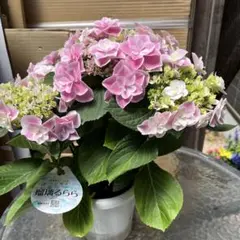 アジサイ旭の舞姫みどり ボリュームあります - メルカリ