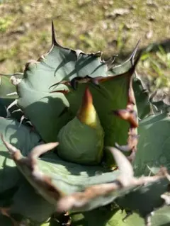 2025年最新】アガベ 覇王竜の人気アイテム - メルカリ