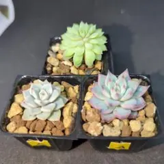 ちょこん 紫紺の矢 雪つぼみ ミックスベリア おらいさん A