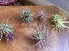 Kurazou15様 リクエスト 2点 まとめ商品