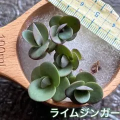 えっちゃん様 リクエスト 2点 まとめ商品