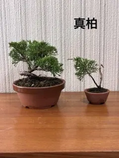 糸魚川真柏2点セット 小品盆栽 盆栽 - メルカリ