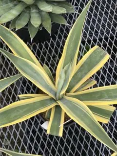 アガベ アリゾナスター 斑入り 観葉植物 - メルカリ